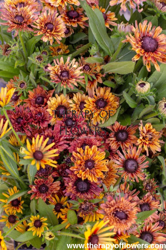 Rudbeckia hirta Sahara therapyofflowers.com