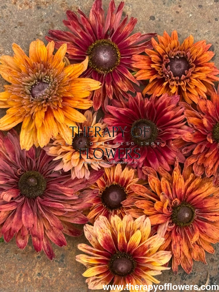 Rudbeckia hirta Sahara | Black-Eyed Susan therapyofflowers.com