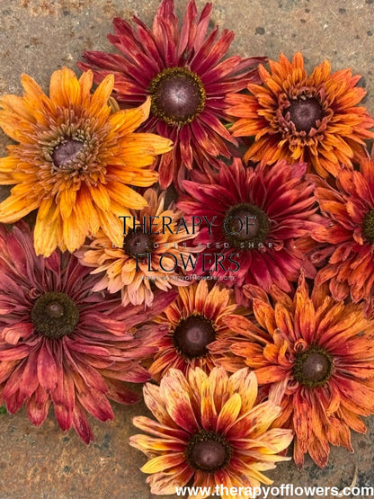 Rudbeckia hirta Sahara | Black-Eyed Susan therapyofflowers.com