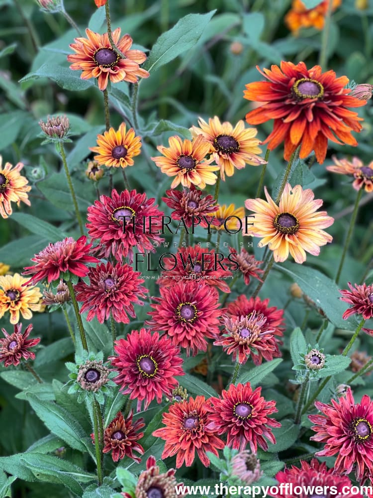 Rudbeckia hirta Sahara therapyofflowers.com