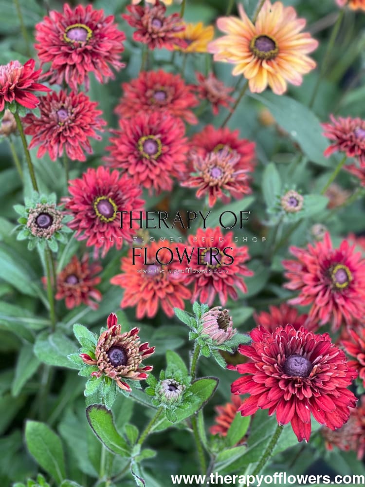 Rudbeckia hirta Sahara therapyofflowers.com