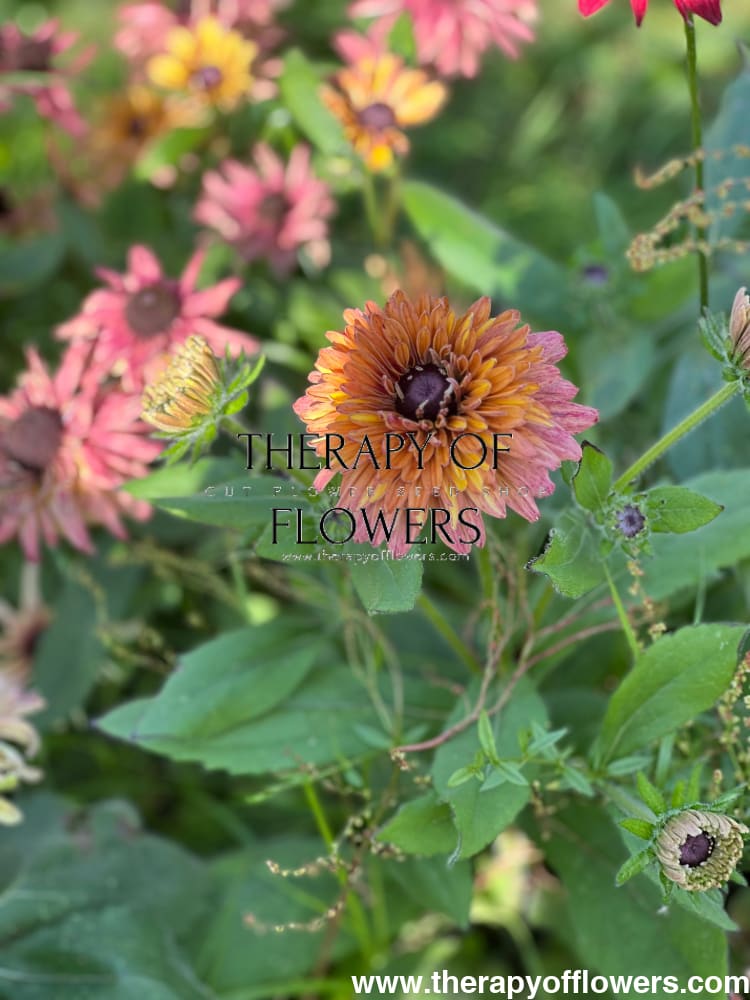 Rudbeckia hirta Sahara therapyofflowers.com