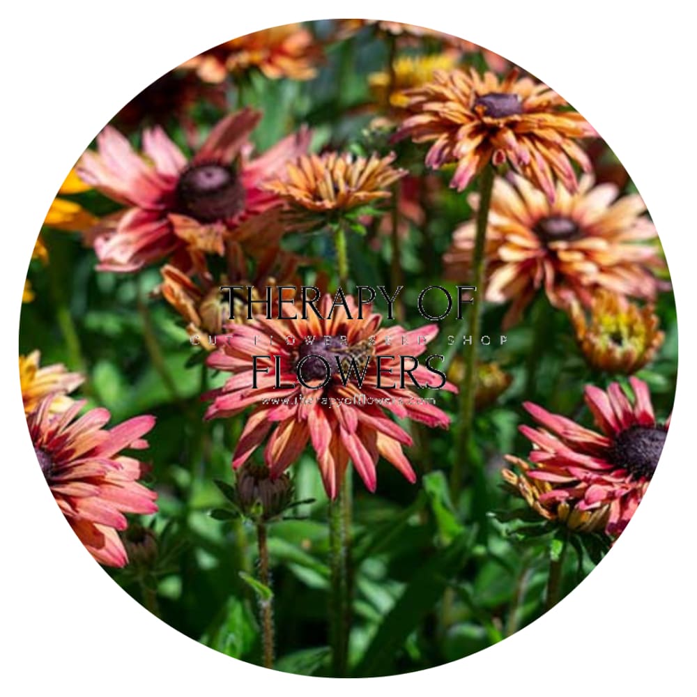 RUDBECKIA hirta SAHARA