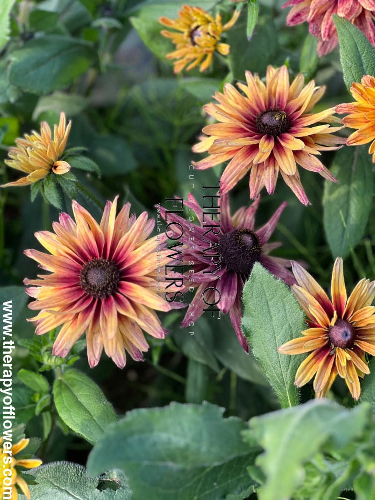 Rudbeckia hirta Sahara therapyofflowers.com