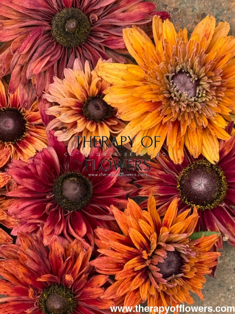 Rudbeckia hirta Sahara | Black-Eyed Susan therapyofflowers.com