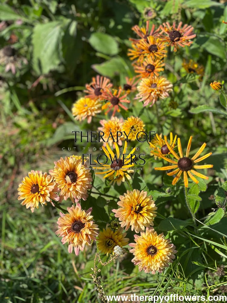 Rudbeckia hirta Sahara therapyofflowers.com