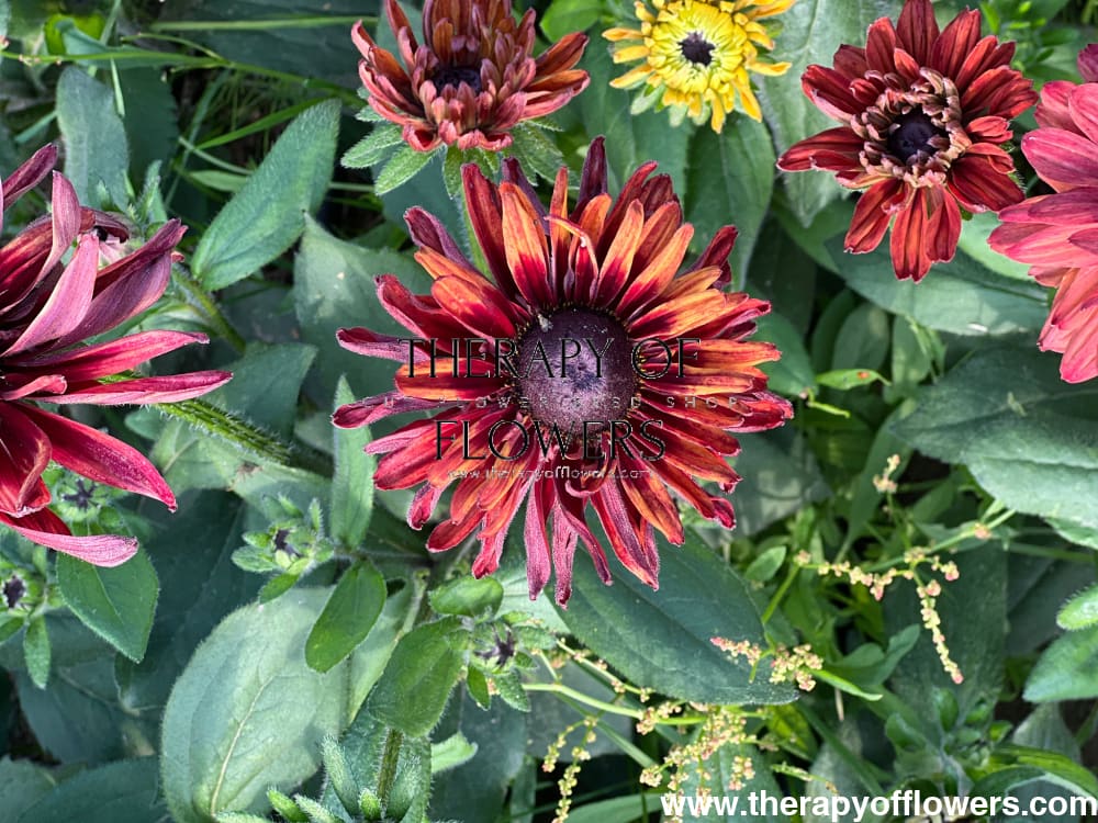 Rudbeckia hirta Sahara therapyofflowers.com