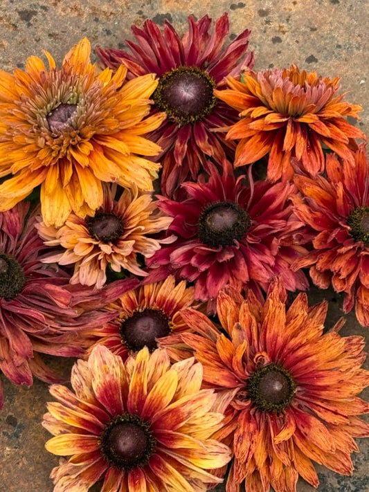 Rudbeckia hirta Sahara | Black-Eyed Susan therapyofflowers.com