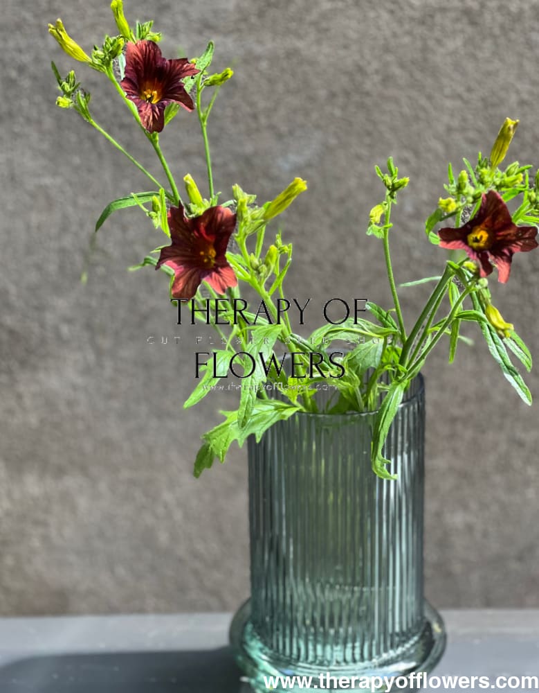 Salpiglossis sinuata Café au Lait therapyofflowers.com