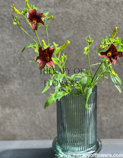 Salpiglossis sinuata Café au Lait therapyofflowers.com