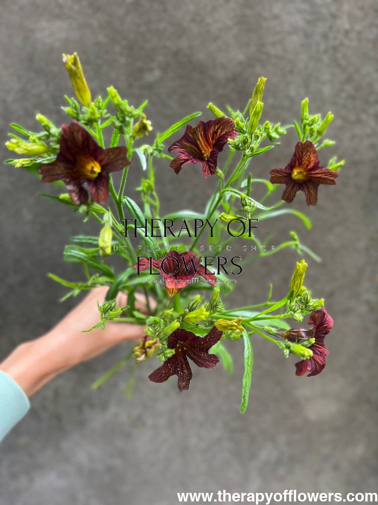 Salpiglossis sinuata Café au Lait therapyofflowers.com