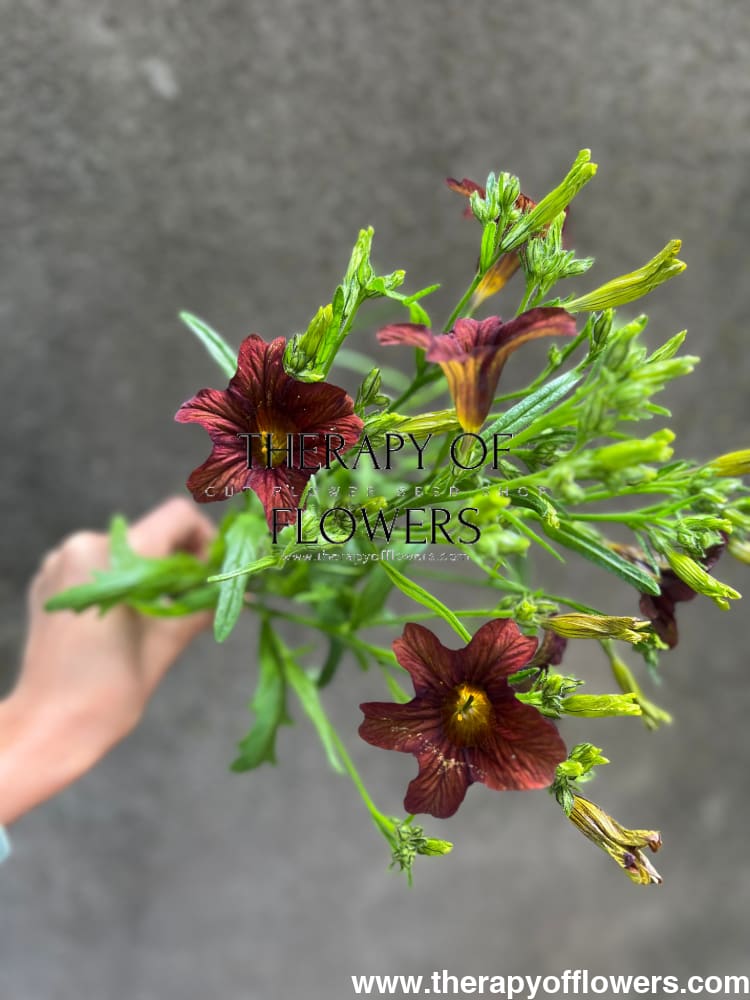 Salpiglossis sinuata Café au Lait therapyofflowers.com