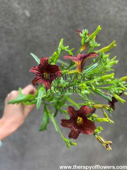 Salpiglossis sinuata Café au Lait therapyofflowers.com