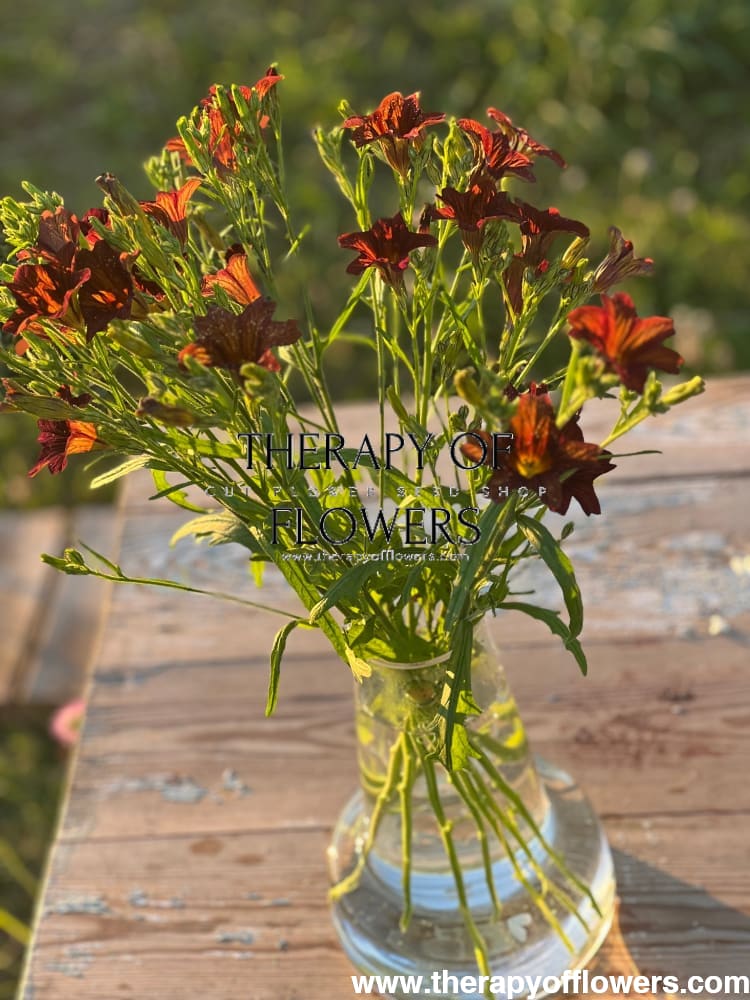 Salpiglossis sinuata Café au Lait therapyofflowers.com