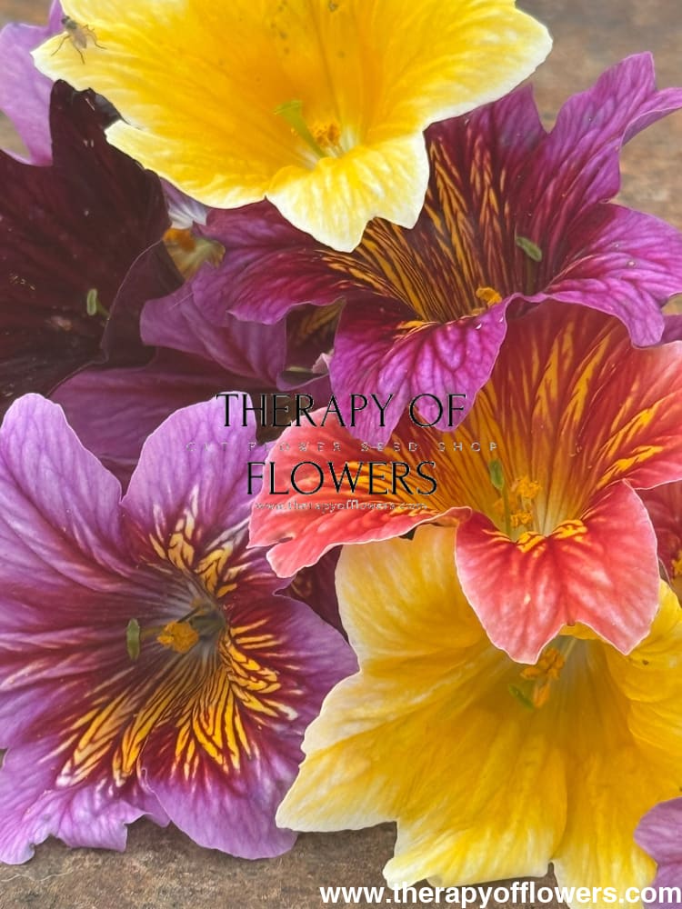 Salpiglossis sinuata Royale Mix | Pelleted therapyofflowers.com