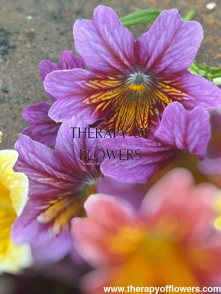 Salpiglossis sinuata Royale Mix | Pelleted therapyofflowers.com