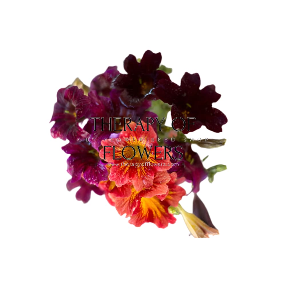 Salpiglossis sinuata Royale Mix therapyofflowers.com