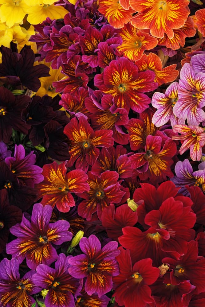 Salpiglossis sinuata Royale Mix | Velvet Trumpet Flower | Pelleted - 20 seeds / 40 cm - seeds