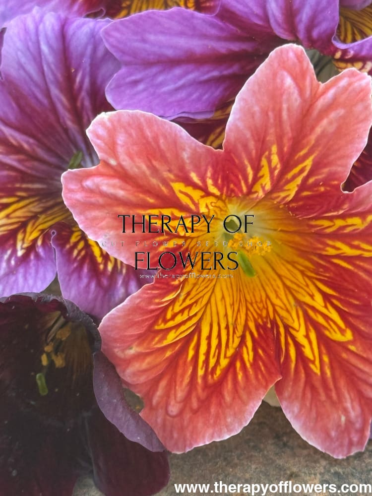Salpiglossis sinuata Royale Mix | Pelleted therapyofflowers.com