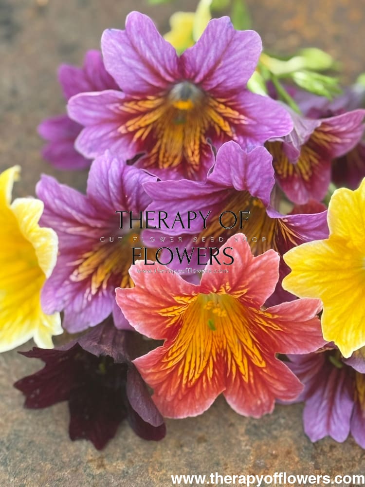 Salpiglossis sinuata Royale Mix | Pelleted therapyofflowers.com