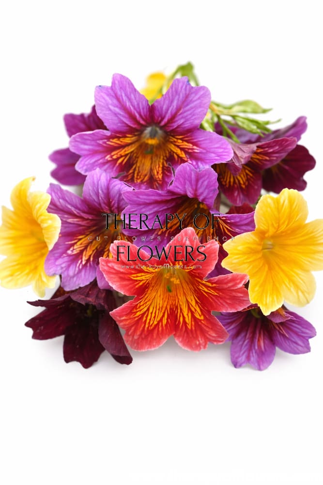 Salpiglossis sinuata Royale Mix | Velvet Trumpet Flower | Pelleted - 20 seeds / 40 cm - seeds