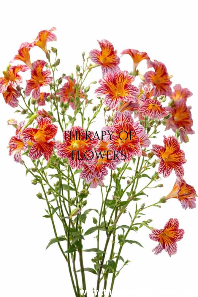 Salpiglossis sinuata Royale Red Bicolor F1 | Velvet Trumpet Flower | Pelleted therapyofflowers.com