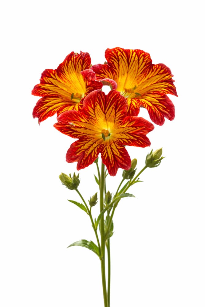 Salpiglossis sinuata Royale Red Bicolor F1 | Velvet Trumpet Flower | Pelleted therapyofflowers.com