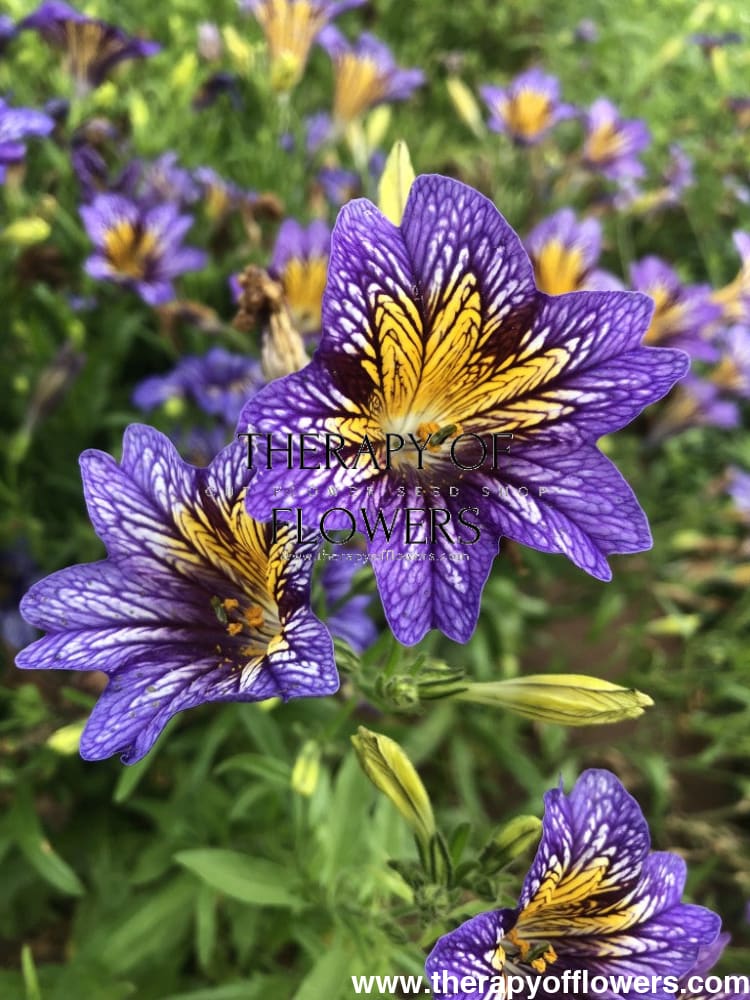 Salpiglossis sinuata Tora Blue F1 | Painted Tongue | Pelleted therapyofflowers.com