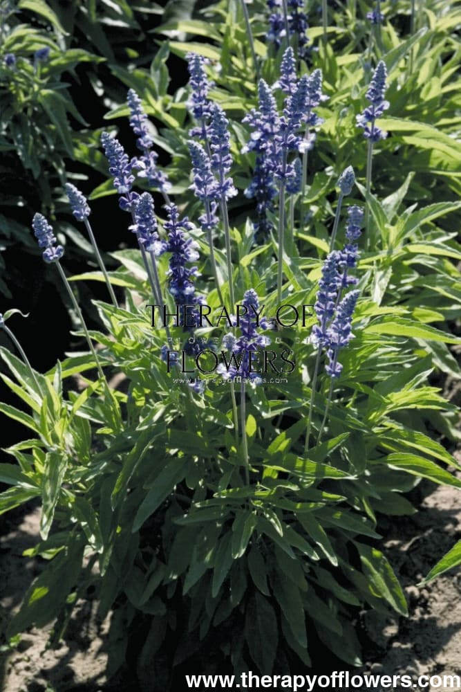 Salvia farinacea Fairy Queen | Mealy Sage therapyofflowers.com