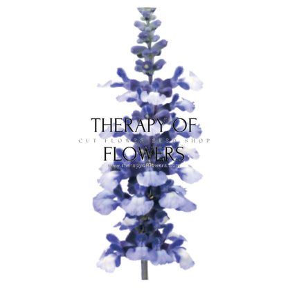 Salvia farinacea Fairy Queen | Mealy Sage therapyofflowers.com