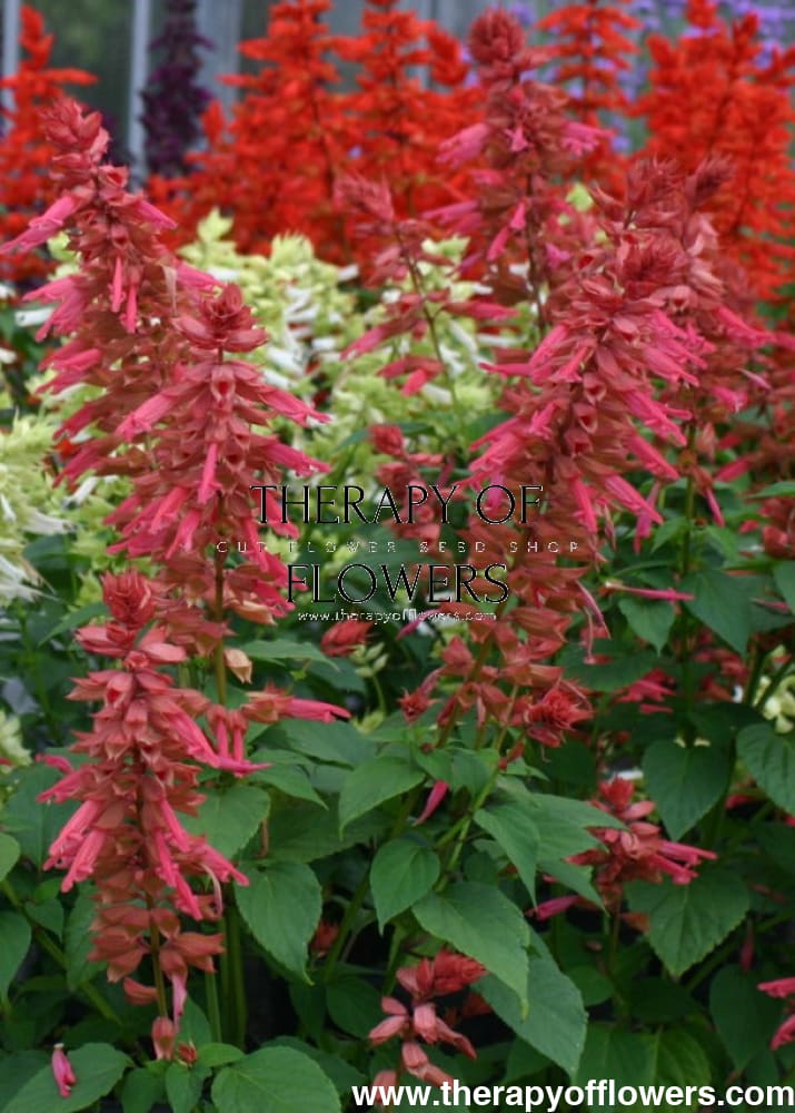 Salvia splendens Estella Coral | Sage therapyofflowers.com