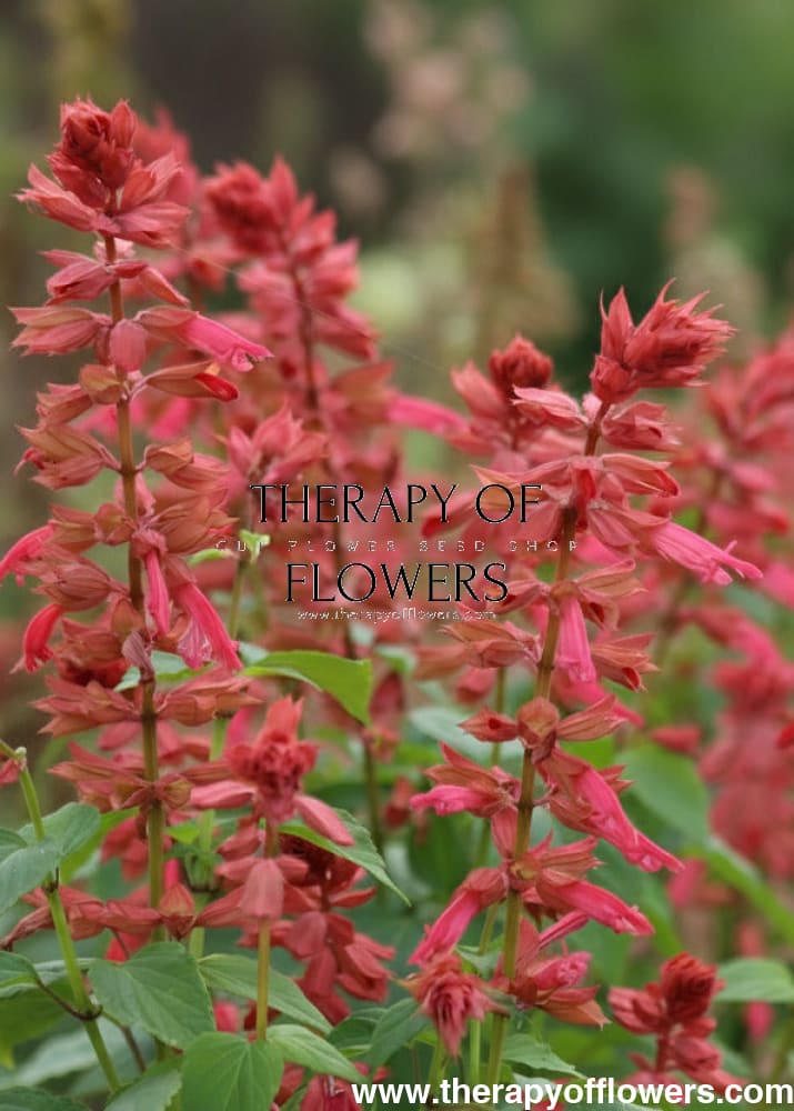 Salvia splendens Estella Coral | Sage therapyofflowers.com