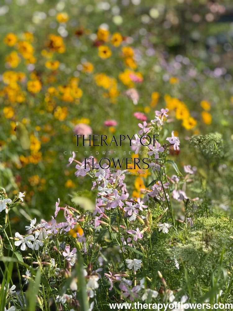 Saponaria officinalis Graciella Pink | Soapwort therapyofflowers.com