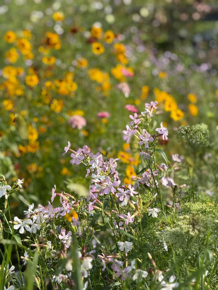 Saponaria officinalis Graciella Pink | Soapwort therapyofflowers.com