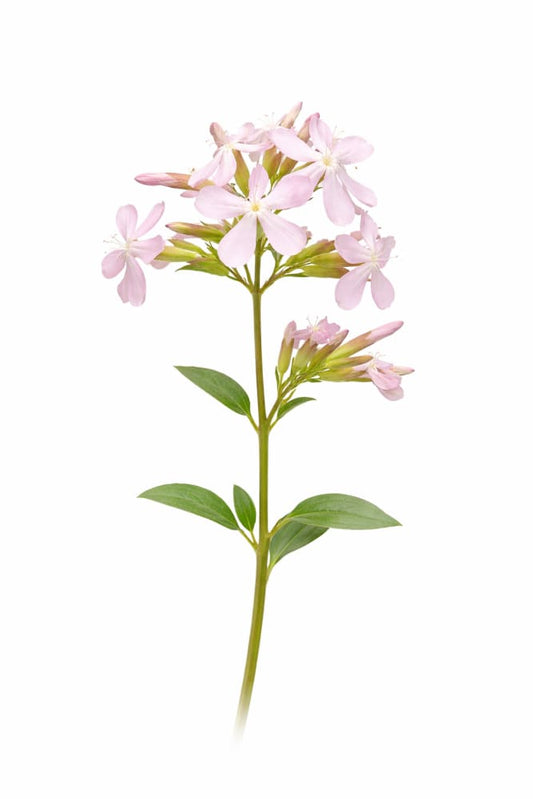 Saponaria officinalis Graciella Pink | Soapwort therapyofflowers.com