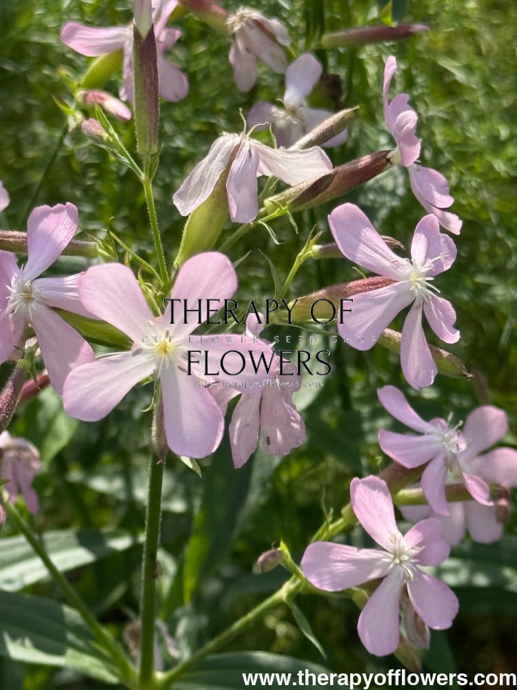 planting soapwort seeds Saponaria officinalis Graciella Pink