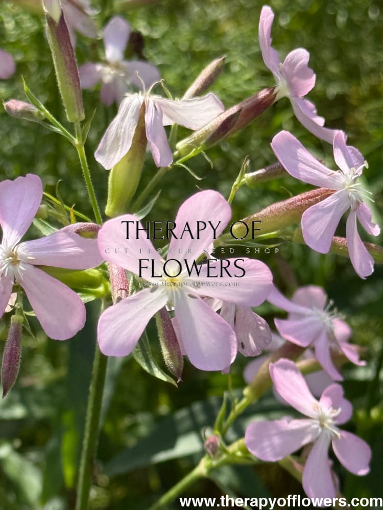 Saponaria officinalis Graciella Pink | Soapwort therapyofflowers.com