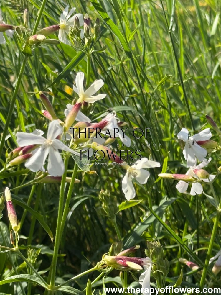 Saponaria officinalis Graciella White | Soapwort therapyofflowers.com