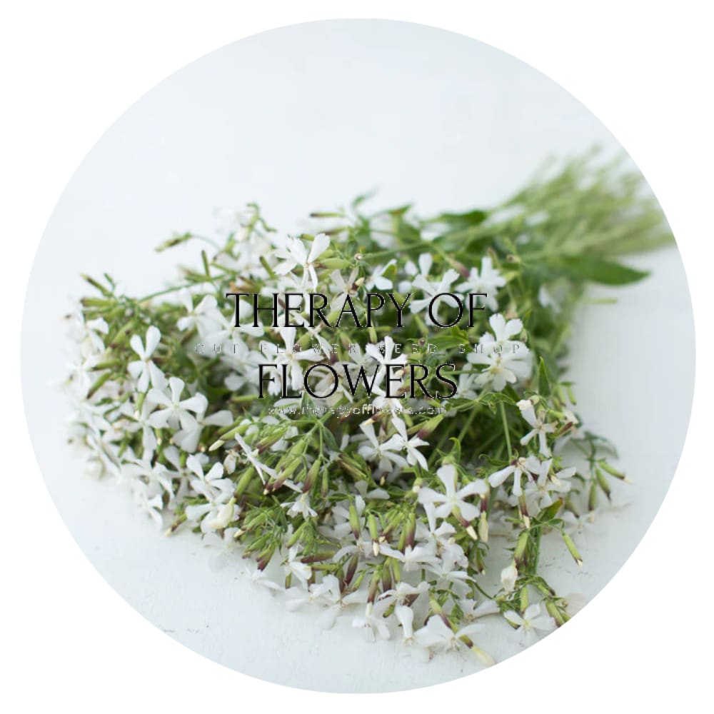 Saponaria officinalis Graciella White | Soapwort therapyofflowers.com