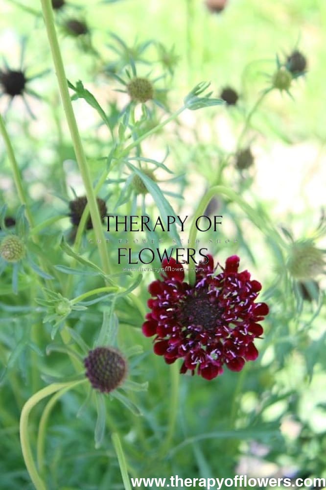 Scabiosa atropurpurea Black Knight therapyofflowers.com