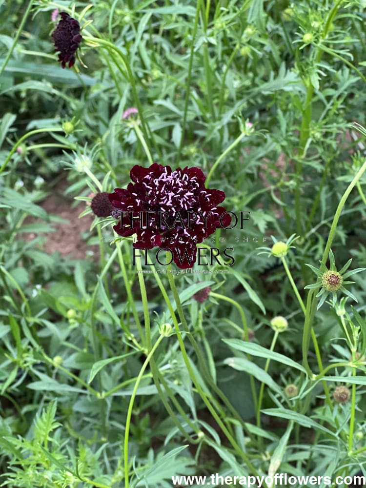 Scabiosa atropurpurea Black Knight therapyofflowers.com