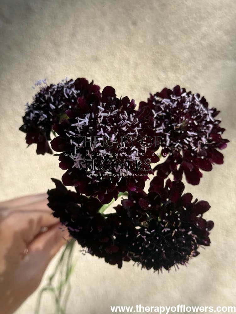 Scabiosa atropurpurea Black Knight therapyofflowers.com