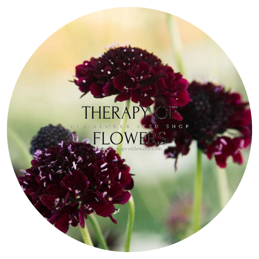 Scabiosa atropurpurea Black Knight therapyofflowers.com
