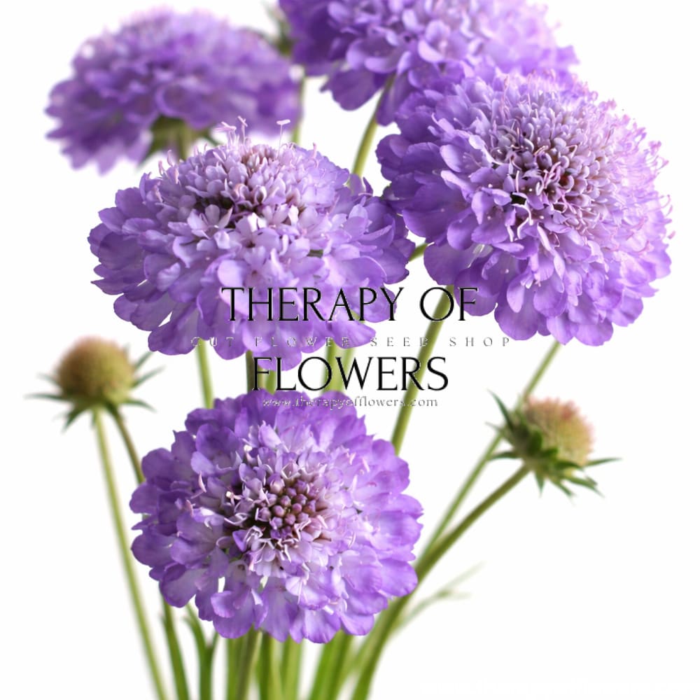 Scabiosa atropurpurea Oxford Blue | Sweet Scabious | Pincushion Flower therapyofflowers.com