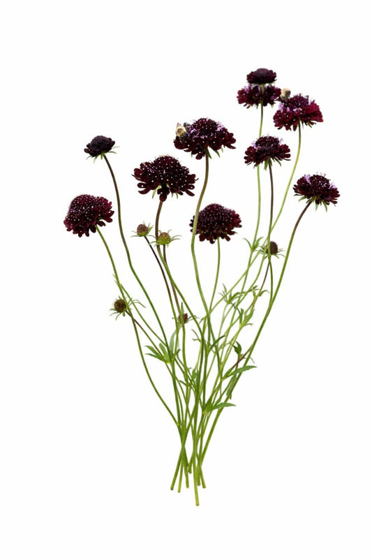 Scabiosa atropurpurea QIS® Black Purple | Sweet Scabious | Pincushion Flower - 50 clean seeds / 80 cm / Purple - Seeds