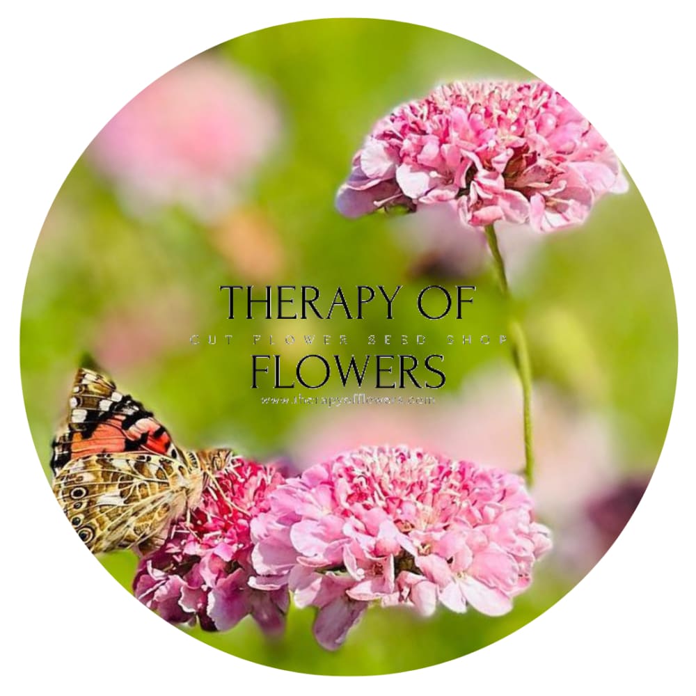 Scabiosa atropurpurea QIS® Salmon Pink | Sweet Scabious therapyofflowers.com