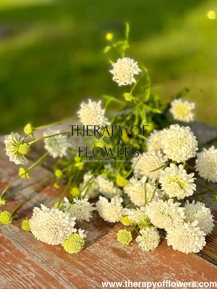Scabiosa atropurpurea White therapyofflowers.com