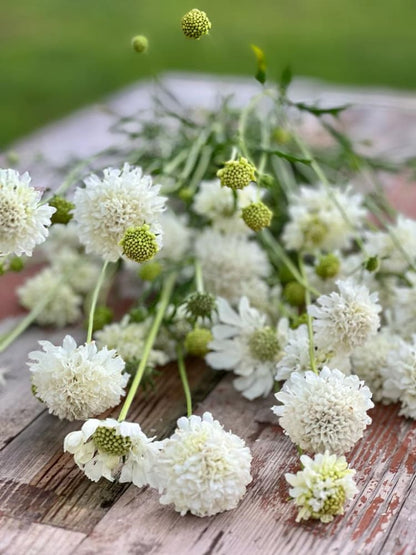 Scabiosa atropurpurea White therapyofflowers.com