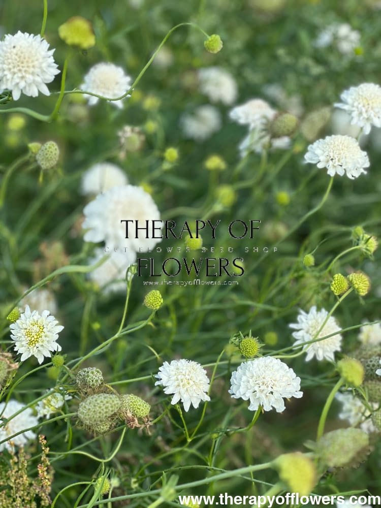Scabiosa atropurpurea White therapyofflowers.com