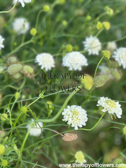 Scabiosa atropurpurea White therapyofflowers.com